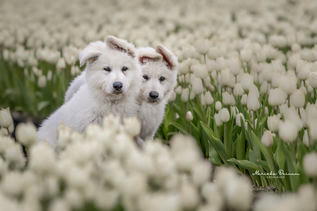 Zwitserse witte herders