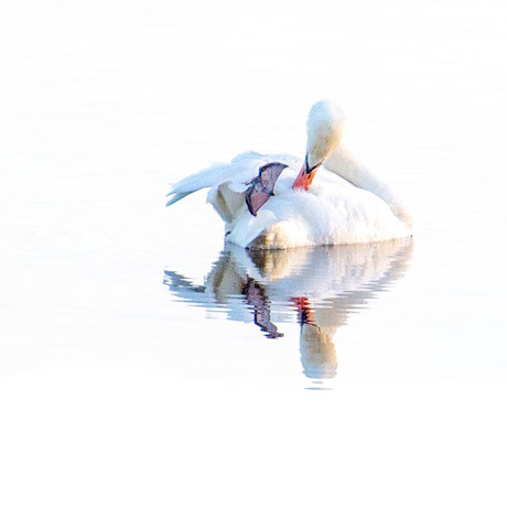 Swan grooming