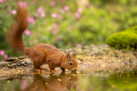 Eekhoorn - red squirrel