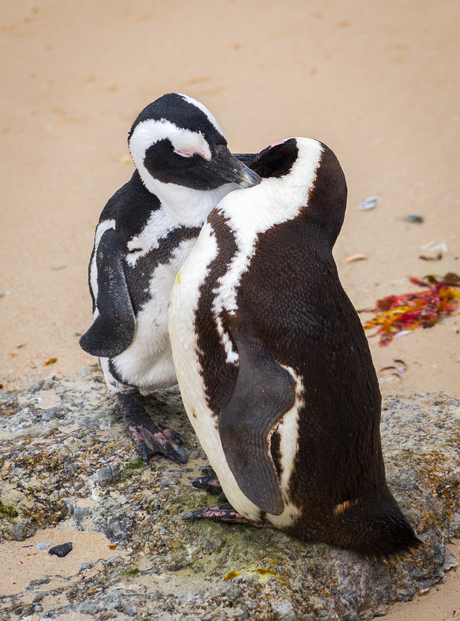 Pinguïn liefde