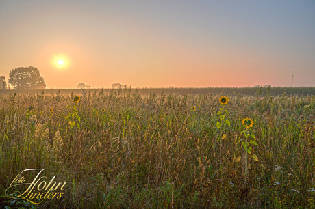 sunflowers in the sunrise