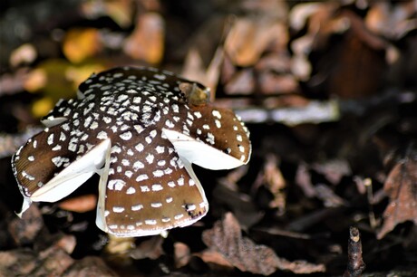 Heerlijke Herfst