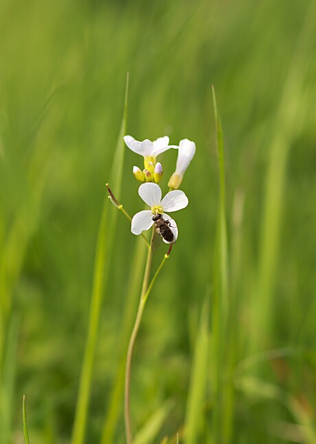 de natuur ontwaakt