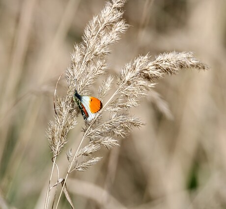 Join the Chorus if You Can