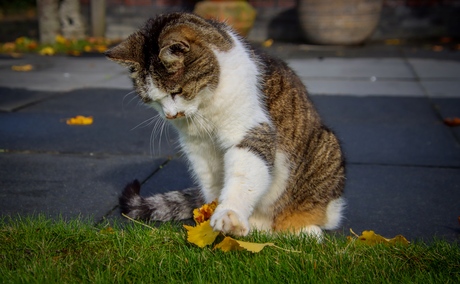 Felix verzamelt blaadjes