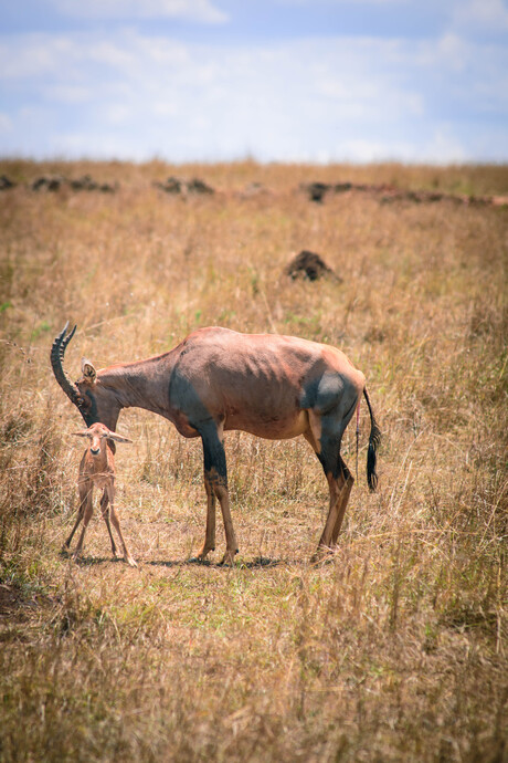 Birth of a new topi