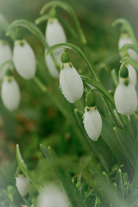 Sneeuwklokjes
