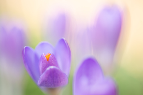 En weer wordt het lente! 😇