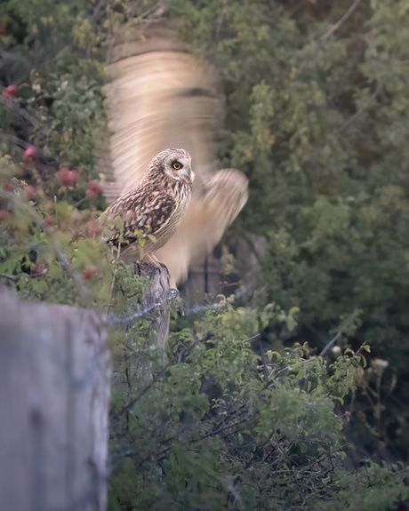 🌿 Magisch moment dichtbij huis: twee velduilen in de schemering.
