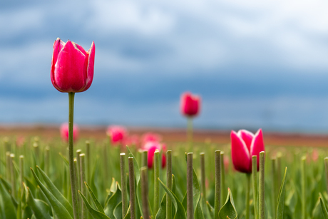 tulpen