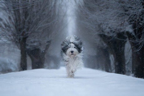 Olaf in zijn natuurlijke habitat!