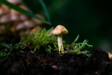 het is weer paddenstoelen tijd