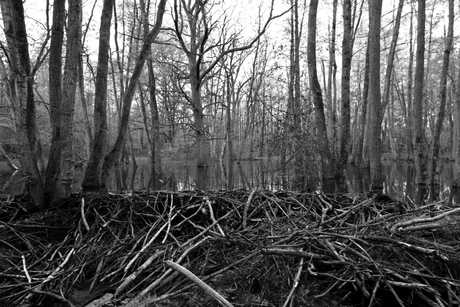 Natuur in z/w.