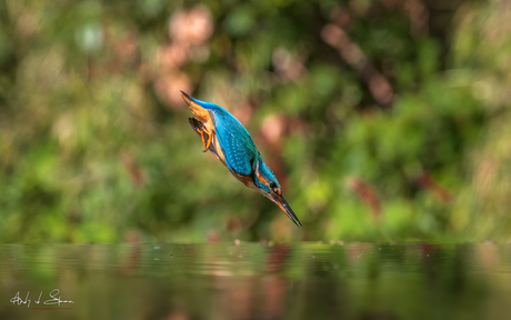 ijsvogel