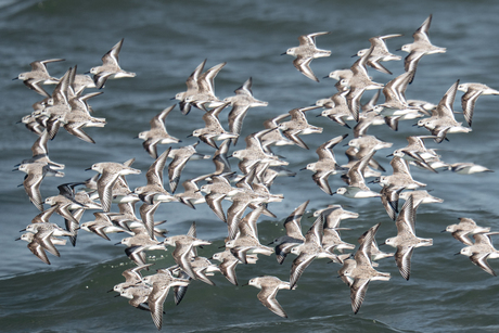 Dans van de drietenstrandlopers