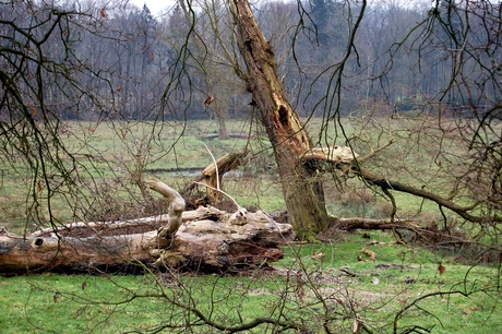 Dood hout?