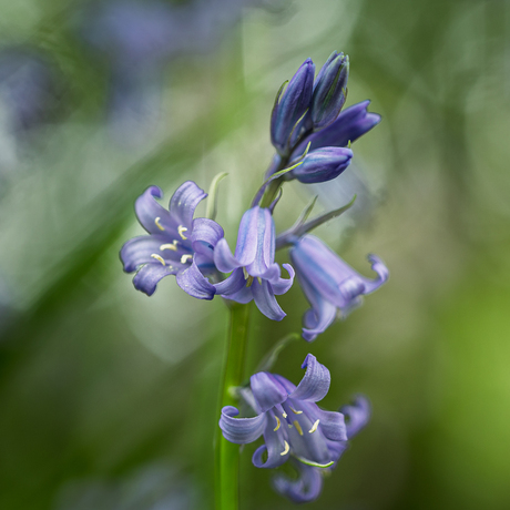 blauw boshyacintje