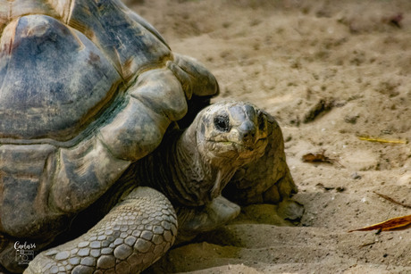 Schildpad