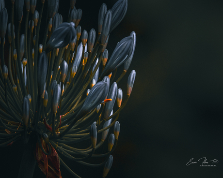 Agapanthus