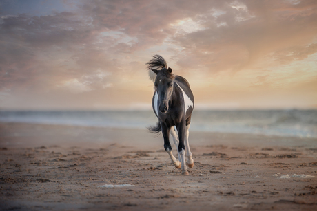 Paard op Strand