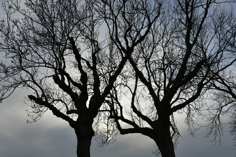 Mysterieuze bomen