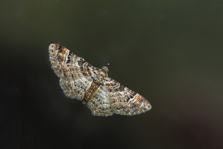 Zwartkamdwergspanner