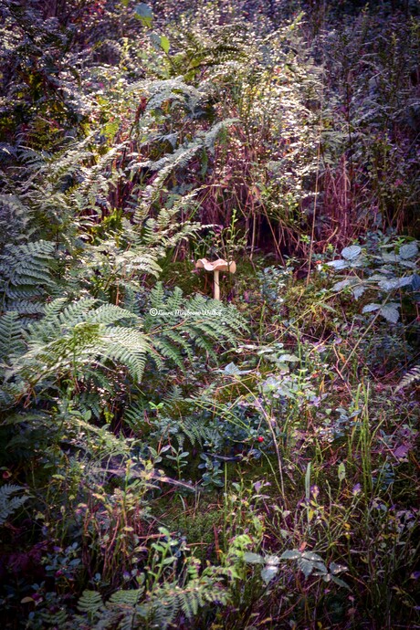 Tricholomataceae Paddenstoel