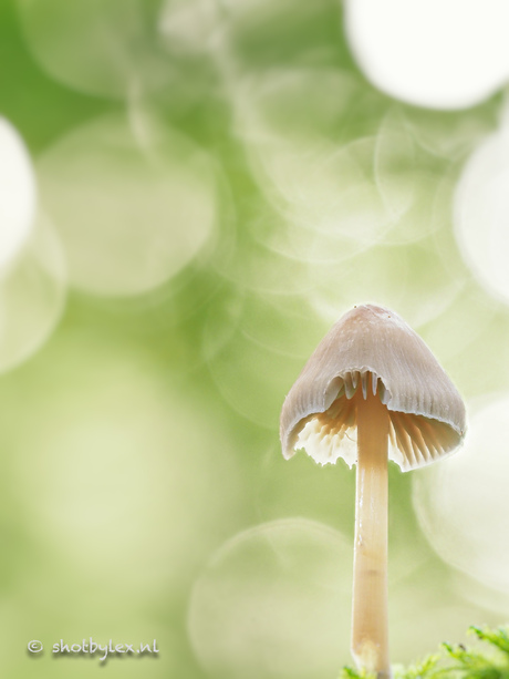 Fairytale mushroom