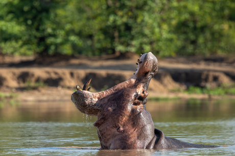 Nijlpaard laat zijn tanden zien in Zambia