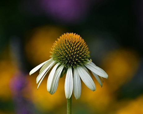 Echinacea purpurea 'White Swan'