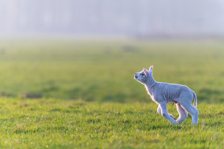 Spring is in the Air 