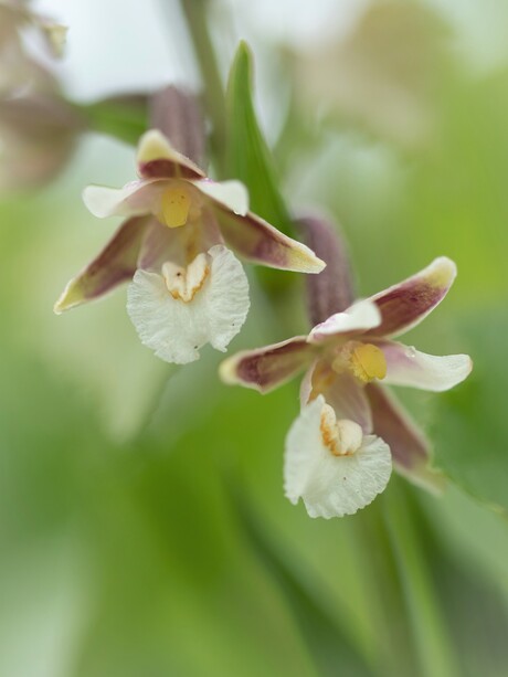 Moeraswespenorchis