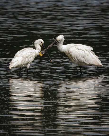 De lepelaar (Platalea leucorodia)