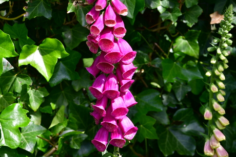 VINGERHOEDSKRUID