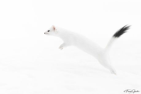 JUMP!