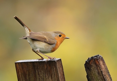 Roodborst