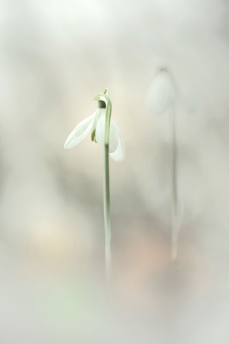 Sneeuwklokjes 