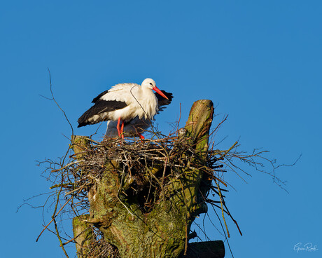 Stork arranging nest