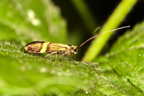 Geelbandlangsprietmot