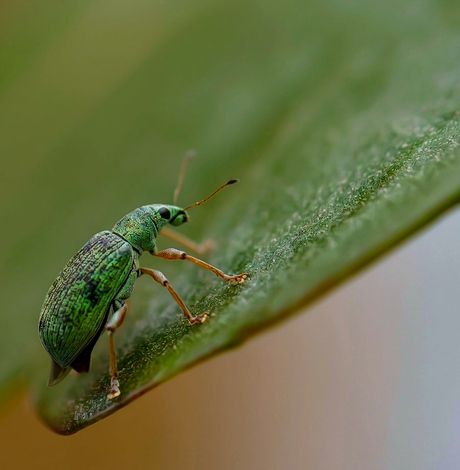Groene bladsnuitkever