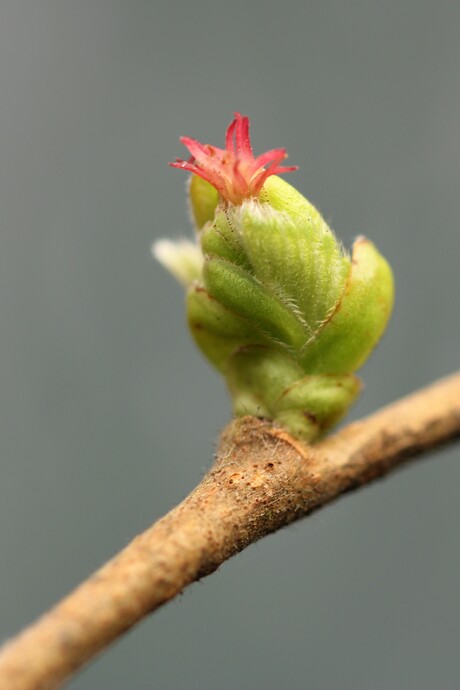 Begin van de Hazelnoot.
