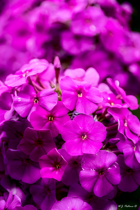 Flox.