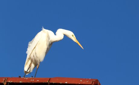 Un seigneur de haut rang...