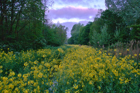 De weg van koolzaad door de natuur heen