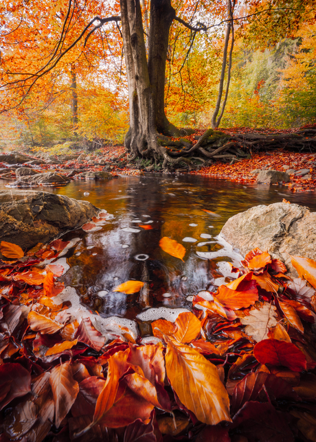 Draaikolk van herfstbladeren