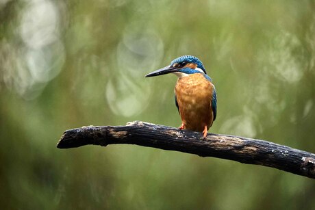 IJsvogel