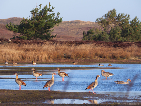 Verzamelplek nijlganzen