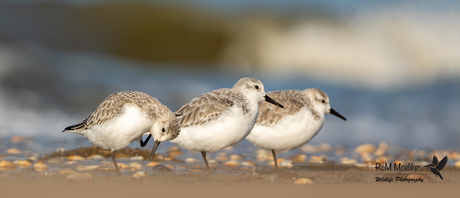 De drieteenstrandloper.