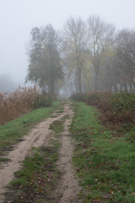 Herfst en mist