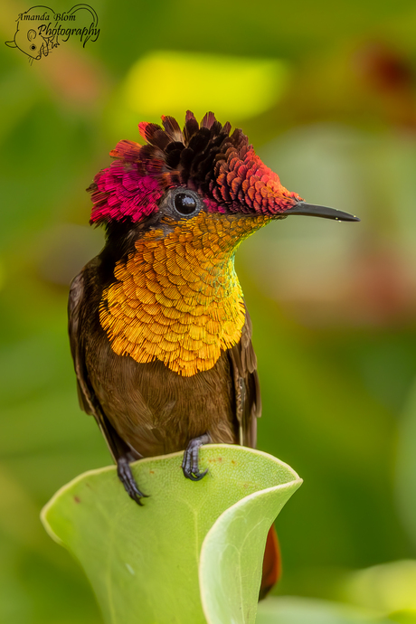 De prachtige Muskietkolibrie